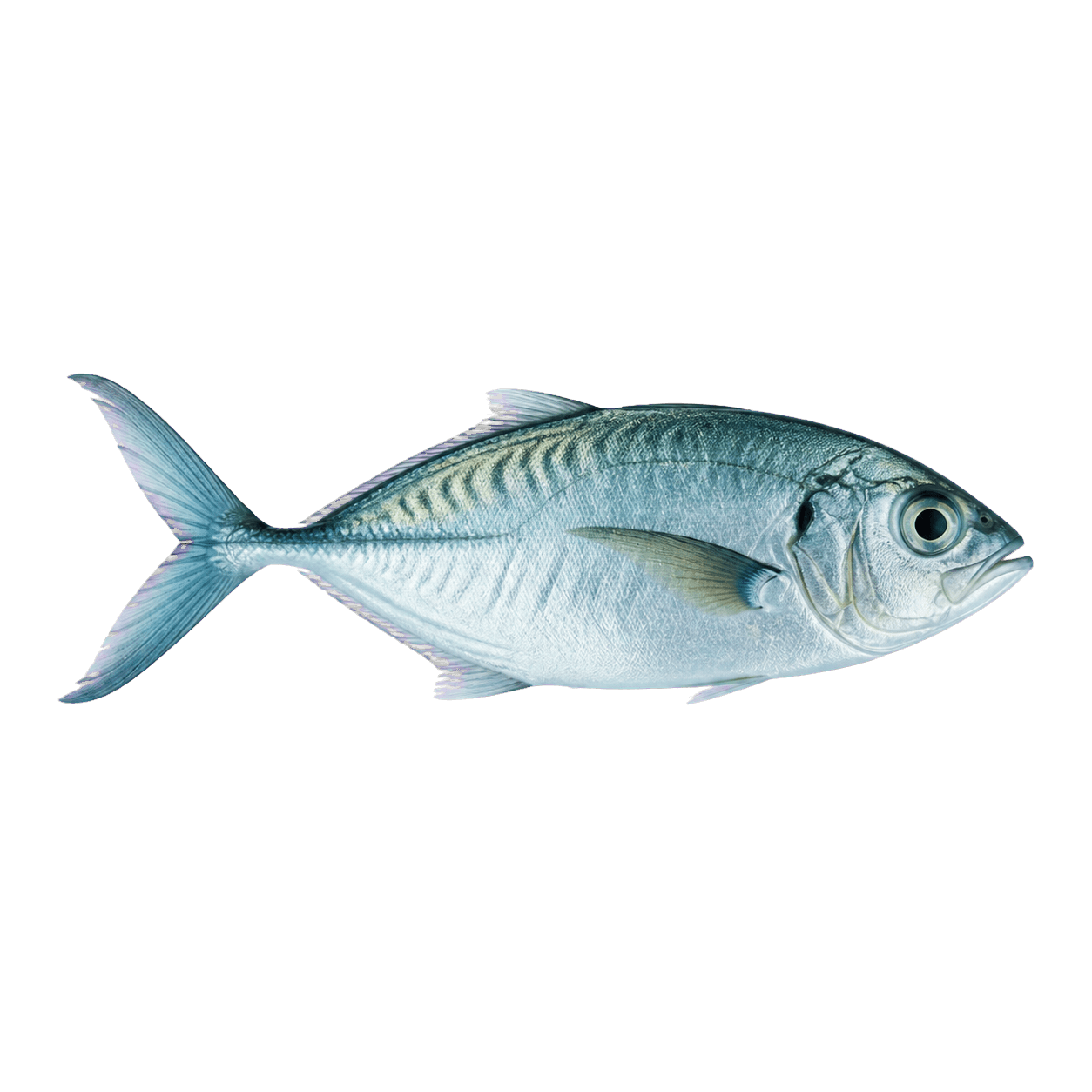 A real silver fish in the same pose