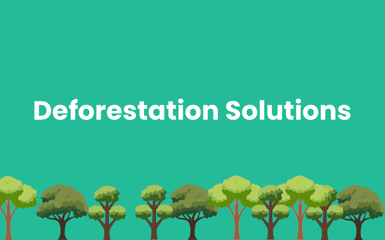 Deforestation Solutions: How can we save the forests?